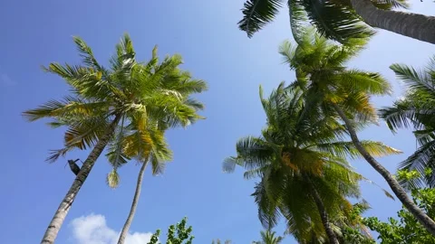 Slow motion View of the Palm Trees Passing by Under Sunny Blue Skies. Wide Shot Stock Footage 171167000