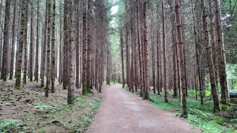 Slow motion view of a path in a pine forest Stock Footage 344687453