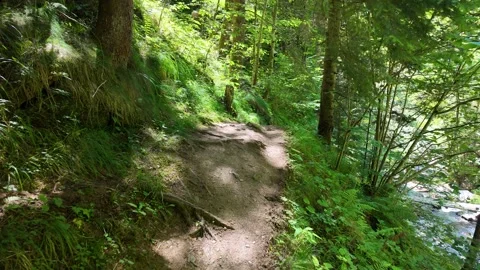 Slow motion view of a path in a sunny forest Stock Footage 344890210