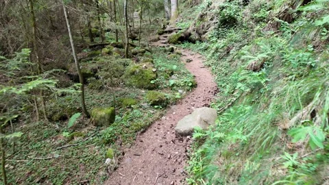 Slow motion view of a peaceful forest trail surrounded by green trees Stock Footage 344687608