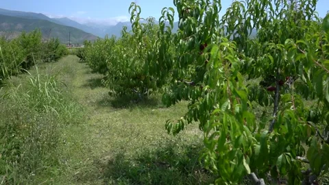 Slow motion view of peach fruit hanging from a peach tree branch. Stock Footage 248829421