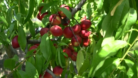 Slow motion view of peach fruit hanging from a peach tree branch. Stock Footage 248829461