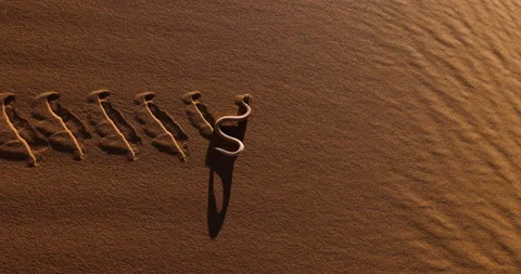 Slow motion view of a Peringuey's adder / desert adder / side winding adder Stock Footage 144246025