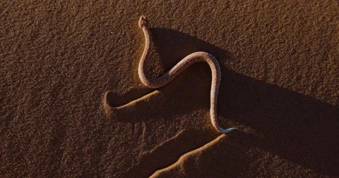 Slow motion view of a Peringuey's adder,desert adder,side winding adder moving Video stock 144244618