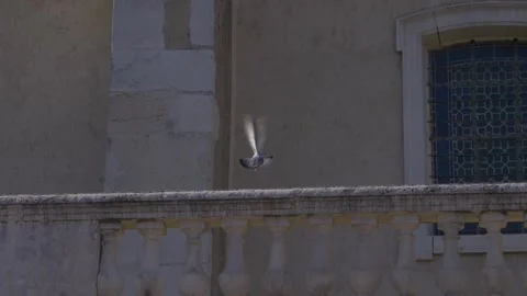 Slow motion view pigeon bird flew off from castle wall outdoors. Sightseeing  Stock Footage 157007690