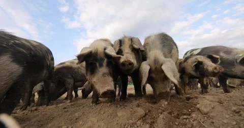 Slow-motion view of pigs eating mud in a countryside Stock Footage 246396383