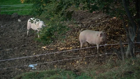 Slow motion view of pigs on a farm. Agricultural Pigs Farm Video stock 119769560