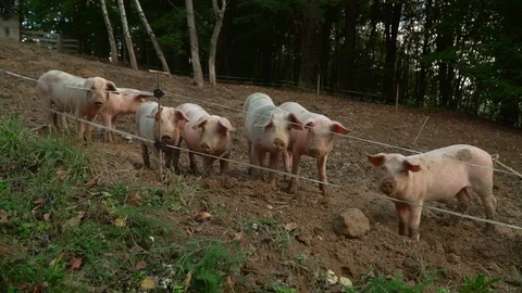 Slow motion view of pigs on a farm. Agricultural Pigs Farm with a forest on the Stock Footage 119769585