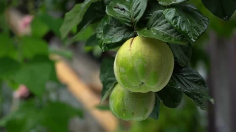 Slow Motion view of a quince fruit hanging from a quince tree branch Stock Footage 248830766