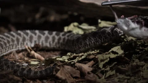 Slow motion view of a rattle snake attacking prey Stock Footage 150007862