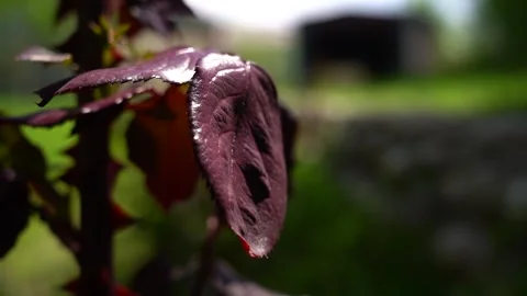 Slow motion view of red leaves, autumn season, windy weather 3 Stock Footage 256400714