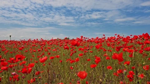 Slow-motion view of red poppies swaying in the breeze beneath a bright blue sky. Stock Footage 295366632