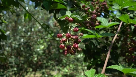 Slow Motion view of Red Raspberry, Rubus, Rosacea plants Stock Footage 248829424
