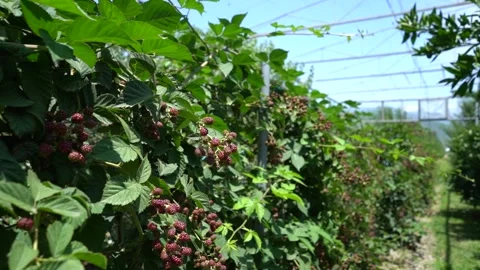 Slow Motion view of Red Raspberry, Rubus, Rosacea plants Stock Footage 248831560