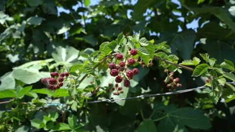 Slow Motion view of Red Raspberry, Rubus, Rosacea plants 스톡 동영상 248831619
