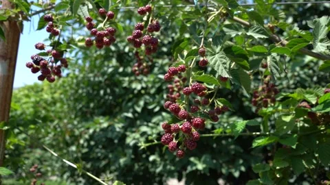 Slow Motion view of Red Raspberry, Rubus, Rosacea plants Stock Footage 248831630