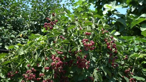 Slow Motion view of Red Raspberry, Rubus, Rosacea plants Stock Footage 248831640