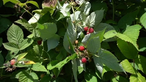 Slow Motion view of Red Raspberry, Rubus, Rosacea plants 動画素材 248831652