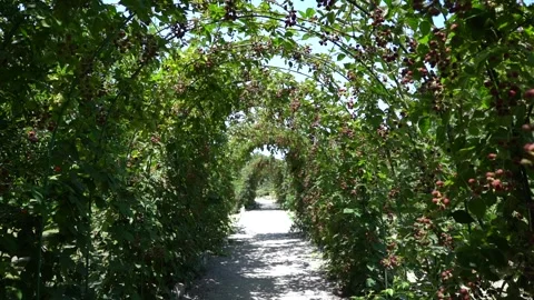 Slow Motion view of Red Raspberry, Rubus, Rosacea plants Stock Footage 248831663
