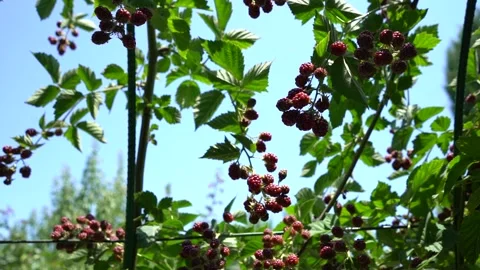 Slow Motion view of Red Raspberry, Rubus, Rosacea plants Stock Footage 248831681