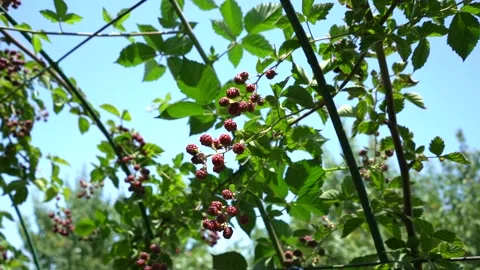 Slow Motion view of Red Raspberry, Rubus, Rosacea plants Stock Footage 248831706