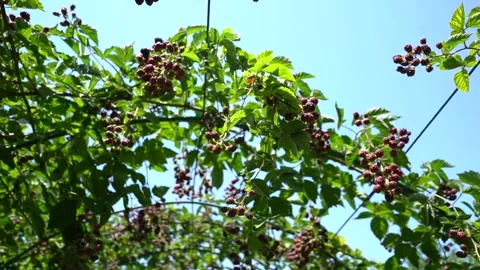 Slow Motion view of Red Raspberry, Rubus, Rosacea plants Stock Footage 248831719