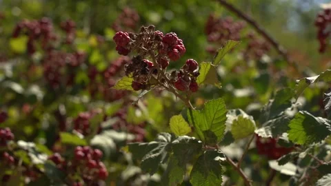 Slow Motion view of Red Raspberry, Rubus, Rosacea plants Stock Footage 255007832