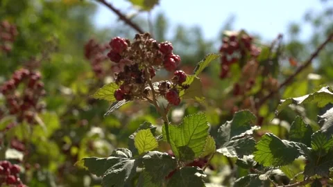 Slow Motion view of Red Raspberry, Rubus, Rosacea plants Stock Footage 255007837