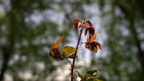 Slow Motion view of red rose bush leaves Stock Footage 256401583