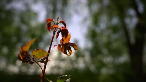 Slow Motion view of red rose bush leaves Stock Footage 256401584