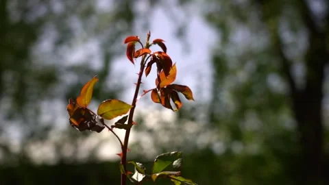 Slow Motion view of red rose bush leaves Stock Footage 256401592