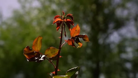 Slow Motion view of red rose bush leaves Video stock 256402405