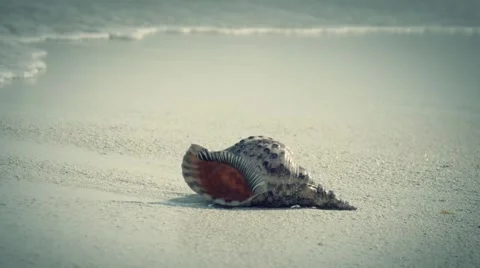 Slow motion view of seashell on a tropical beach washed with waves Stock Footage 49018542