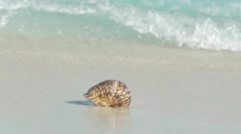 Slow motion view of seashell on a tropical beach washed with waves Video stock 49018565