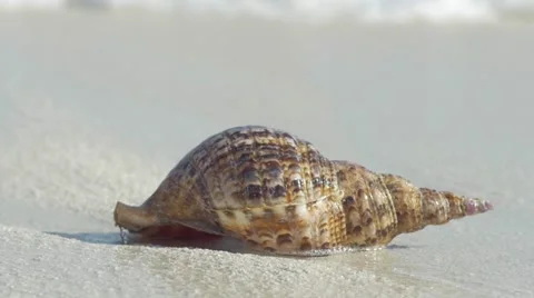 Slow motion view of seashell on a tropical beach washed with waves 動画素材 49018583