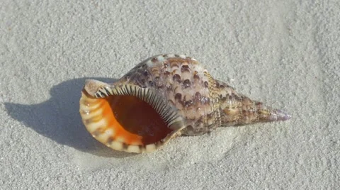 Slow motion view of seashell on a tropical beach washed with waves 库存影片 49018614