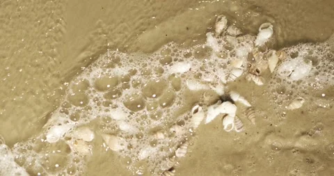 Slow motion view of shells on the beach with waves crashing gently Vídeos de archivo 339303665