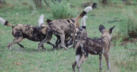 Slow motion view. A small group of African Wild Dogs interacting and playing Stock Footage 295861342