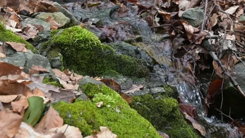 Slow motion view of small river at Vitosha Mountain, Bulgaria Stock Footage 237633993