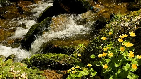 Slow motion view of a small waterfall in the Black Forest Stock Footage 128715151