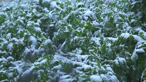 Slow Motion View Snow Falling On Green Plants In Garden Video stock 127639959