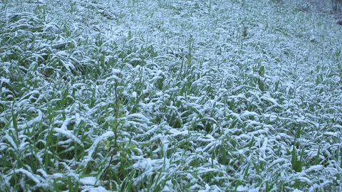Slow Motion View Snow Falling On Green Plants In Garden Stock Footage 127640303