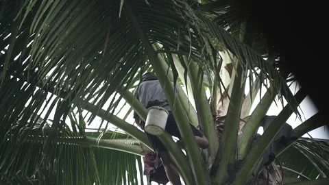 Slow motion view of someone taking raw palm sugar Stock Footage 261930976