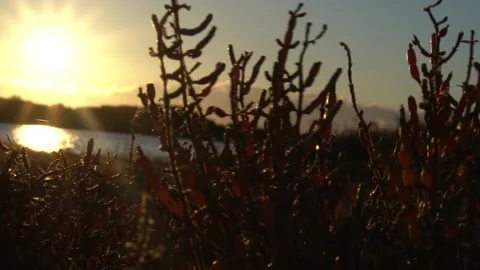 Slow motion view of the sunrise sun through wild plants. Stock Footage 166601557