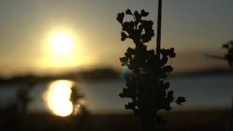 Slow motion view of the sunrise sun through wild plants. (2) Stock Footage 166601568
