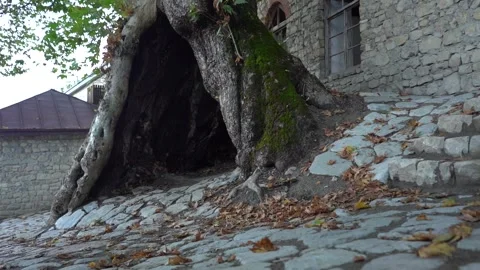 Slow Motion view of Sycamore Tree and Fallen Sycamore leaves on the Ground Stockbeeldmateriaal 248831099