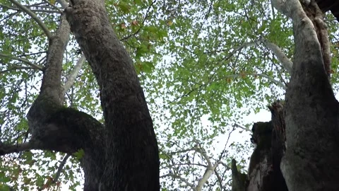 Slow Motion view of Sycamore Tree and Fallen Sycamore leaves on the Ground Stock Footage 248831147