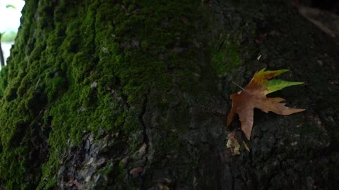 Slow Motion view of Sycamore Tree and Fallen Sycamore leaves on the Ground Stockbeeldmateriaal 248831182