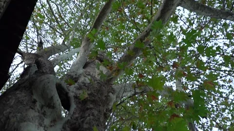 Slow Motion view of Sycamore Tree and Fallen Sycamore leaves on the Ground 스톡 동영상 248831207