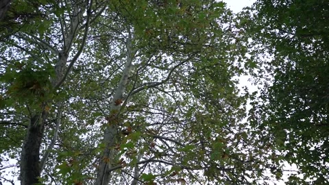Slow Motion view of Sycamore Tree and Fallen Sycamore leaves on the Ground Video stock 248831220